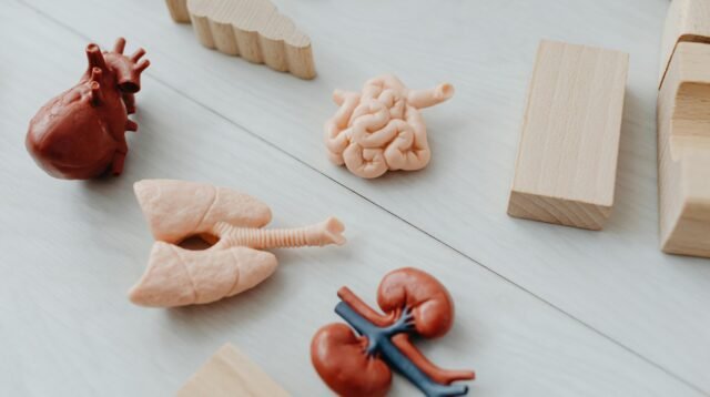 Menjaga Kesehatan Ginjal Organ Vital